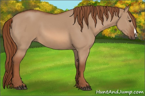 Horse Color:Liver Red Dun