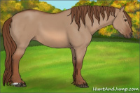 Horse Color:Red Dun