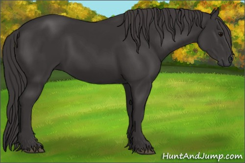 Horse Color: Smoky Black 