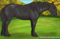 Horse Color:Smoky Black