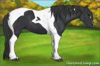 Horse Color:Black Tobiano