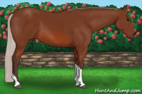 Horse Color:Silver Bay Tobiano