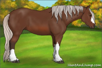 Horse Color:Silver Bay 