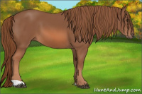 Horse Color:Liver Chestnut 