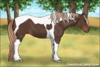 Horse Color:Liver Chestnut Tobiano 