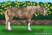 Horse Color:Gold Champagne Ice 