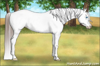 Horse Color:Blue Roan Splash Frame Snowcap 