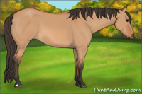 Horse Color:Bay Dun 