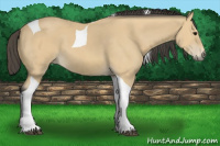 Horse Color:Buckskin Tobiano
