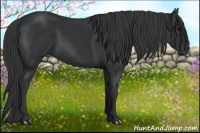 Horse Color:Black 