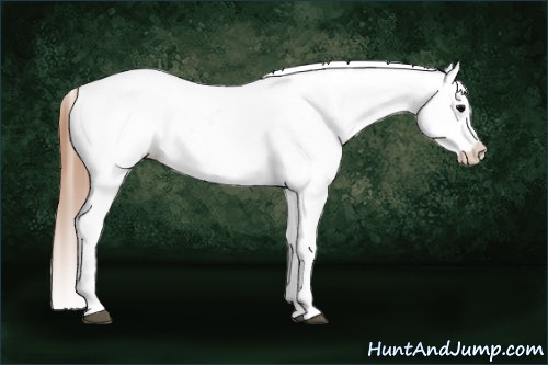Horse Color: Black Near Leopard 