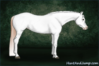 Horse Color:Black Near Leopard 