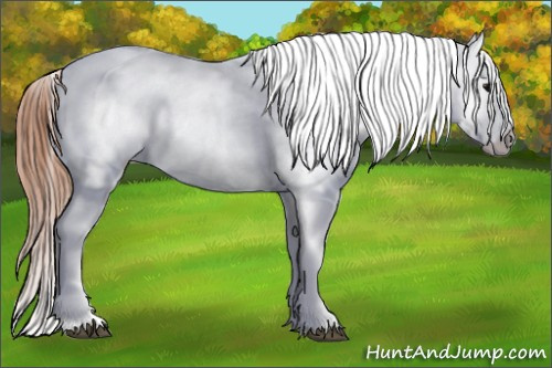 Horse Color: Black Blanket 
