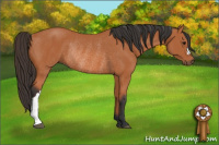 Horse Color:Bay Rabicano 