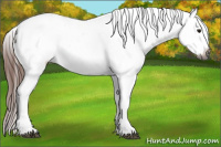 Horse Color:Gray Bay Tobiano Appaloosa 