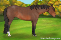 Horse Color:Bay Roan 