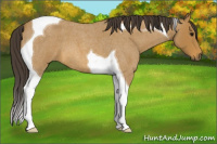 Horse Color:Buckskin Roan Tobiano 