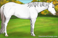 Horse Color:Brown Appaloosa 