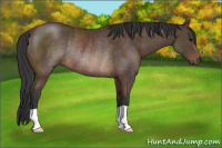 Horse Color:Brown Rabicano 