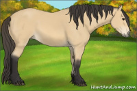 Horse Color:Buckskin 