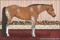 Horse Color:White Spotted Bay 