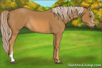 Horse Color:Gray Palomino Rabicano