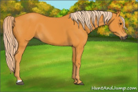 Horse Color:Gray Palomino 