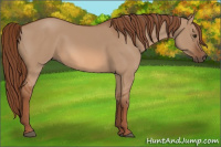 Horse Color:Liver Red Dun 