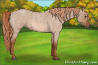 Horse Color:Red Dun Roan 