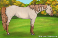 Horse Color:Red Dun Roan 