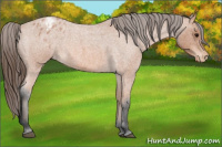 Horse Color:Bay Roan Appaloosa 