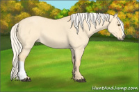 Horse Color:Palomino Dun