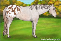Horse Color:Chestnut Appaloosa 