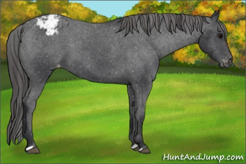 Horse Color: Unknown 