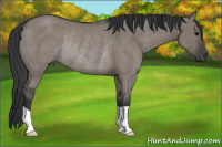 Horse Color:Grullo Rabicano 