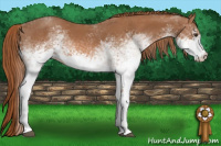 Horse Color:White Spotted Chestnut 