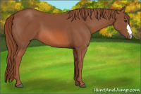 Horse Color:Liver Chestnut 