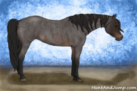 Horse Color:Gray Bay Roan 