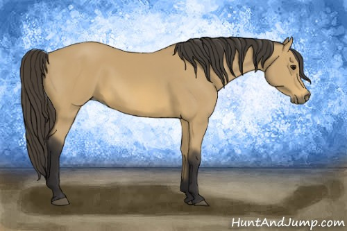 Horse Color: Buckskin 