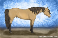 Horse Color:Buckskin 