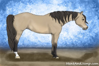 Horse Color:Buckskin 