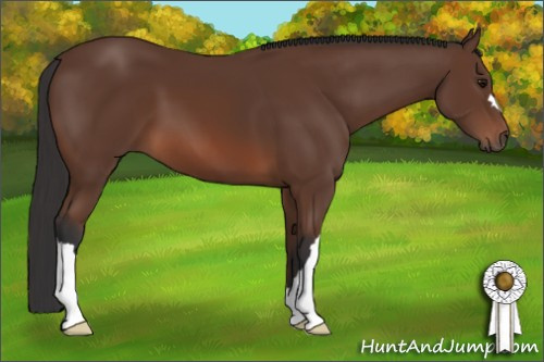 Horse Color: Bay 