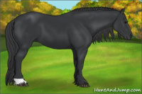 Horse Color:Black 