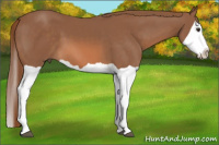 Horse Color:Liver Chestnut Splash 