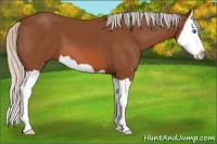 Horse Color:Silver Bay Splash 