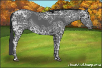 Horse Color:Black Ice Sabino