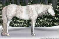 Horse Color:White Spotted Silver Grullo Ice Sabino 