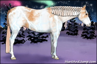 Horse Color:White Spotted Palomino 