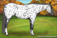 Horse Color:Black Tobiano Near Leopard 
