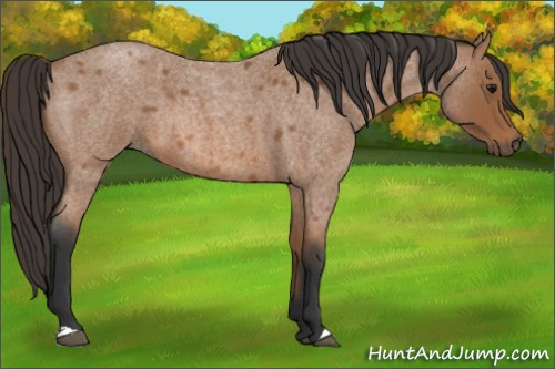 Horse Color: Bay Roan 